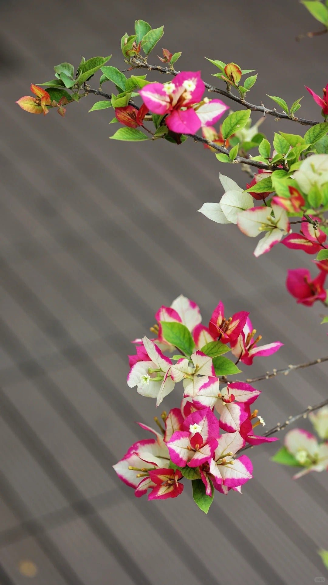 Bougainvillea 'Sophia'