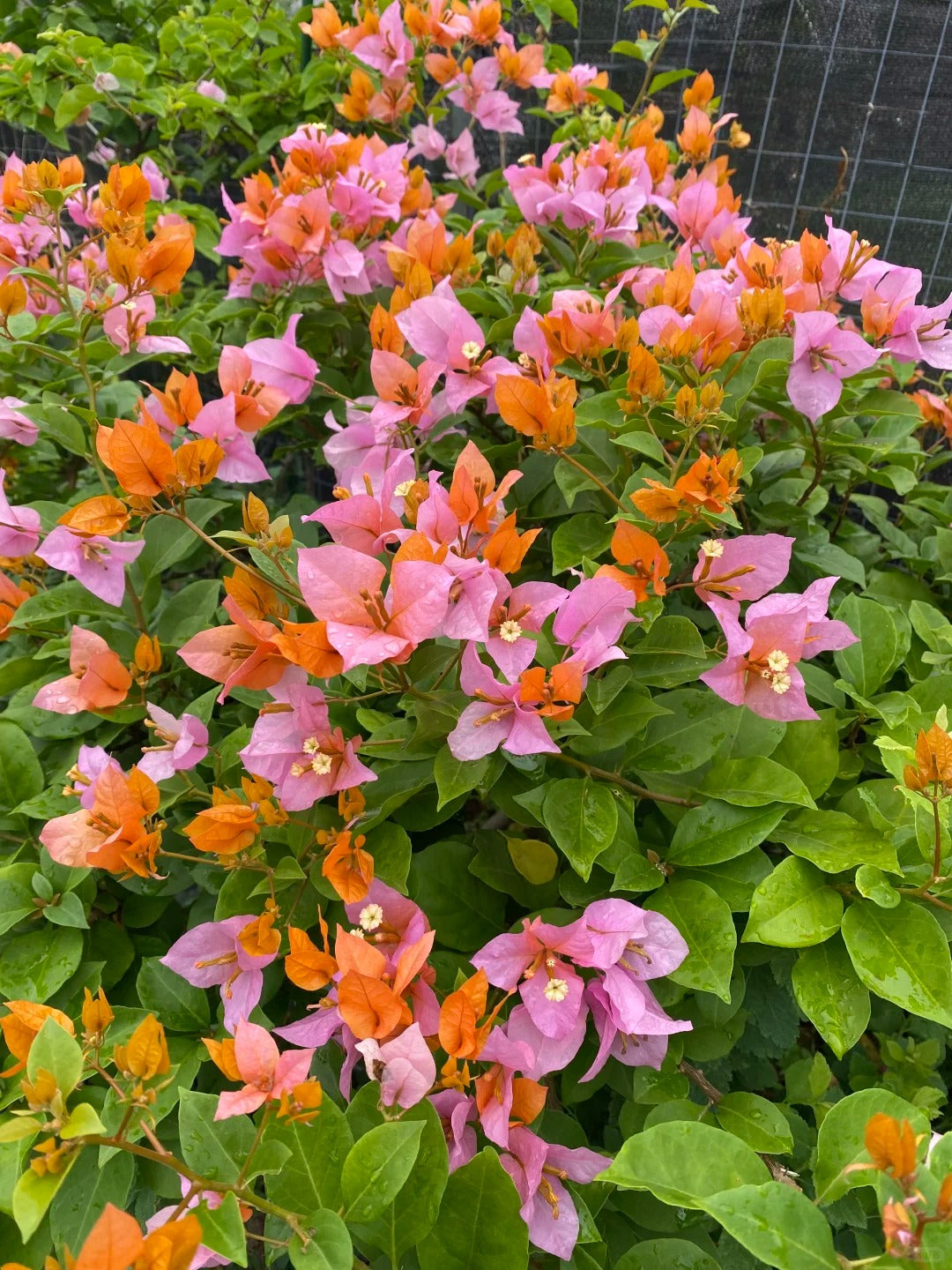 Bougainvillea 'Mary Helen' (Bougainvillea 'Chameleon')