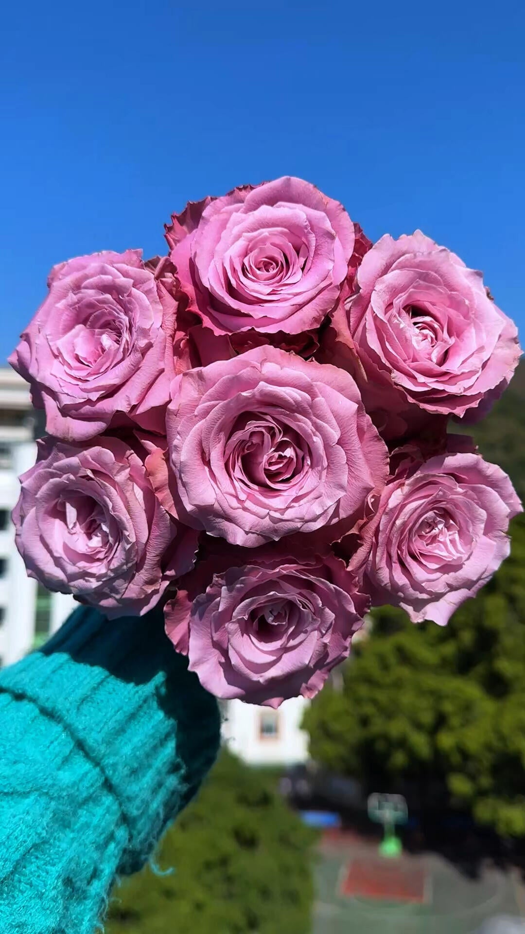 'Maritim' Shrub Rose