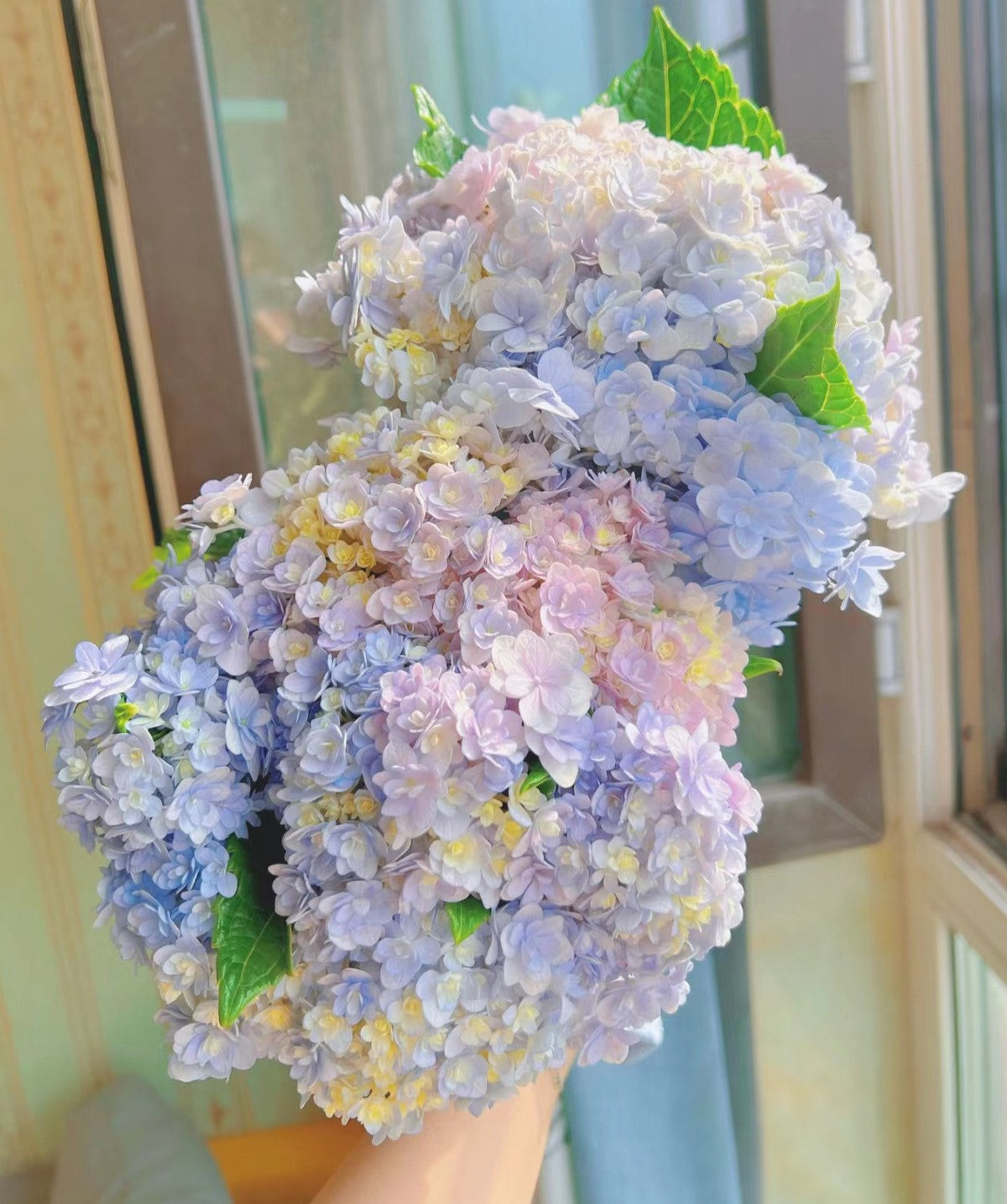 Hydrangea macrophylla ’Hanatemari’ 花手鞠