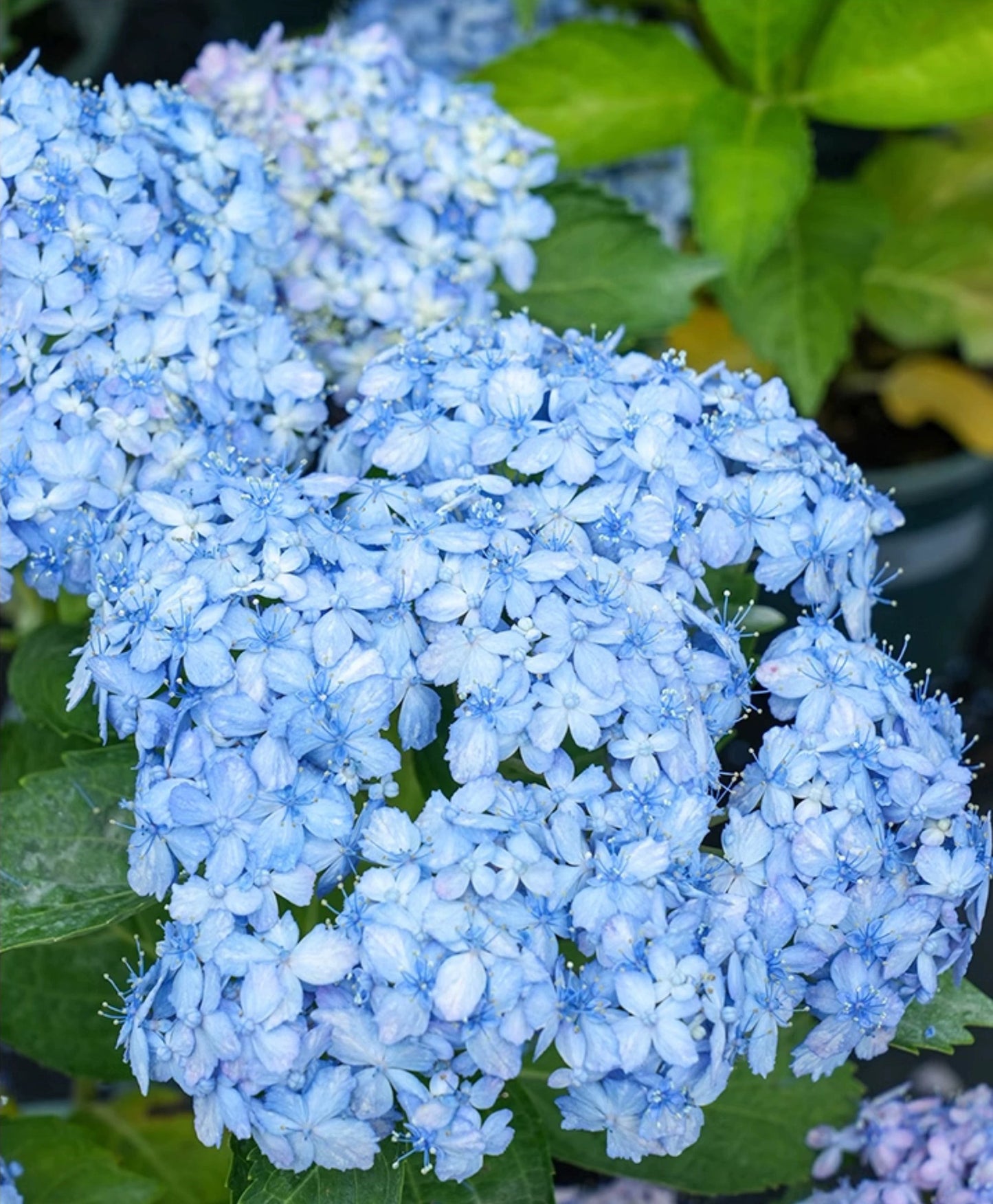 Hydrangea macrophylla ’Ariso‘ 有松