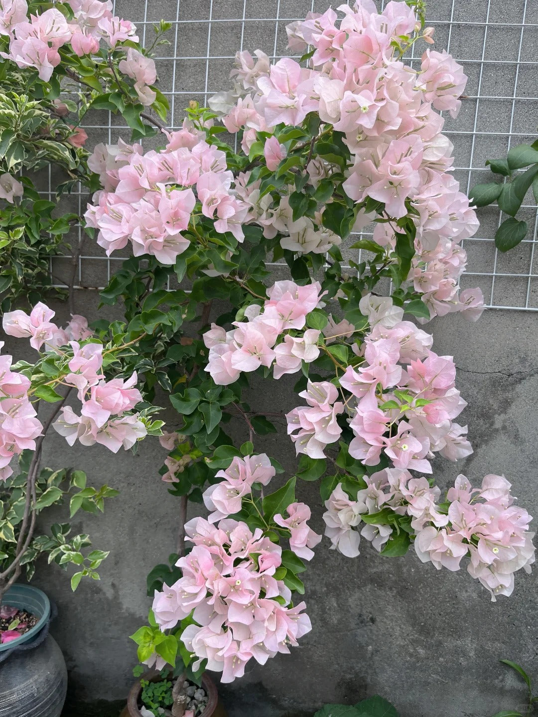Bougainvillea 'Ladybird Batik'