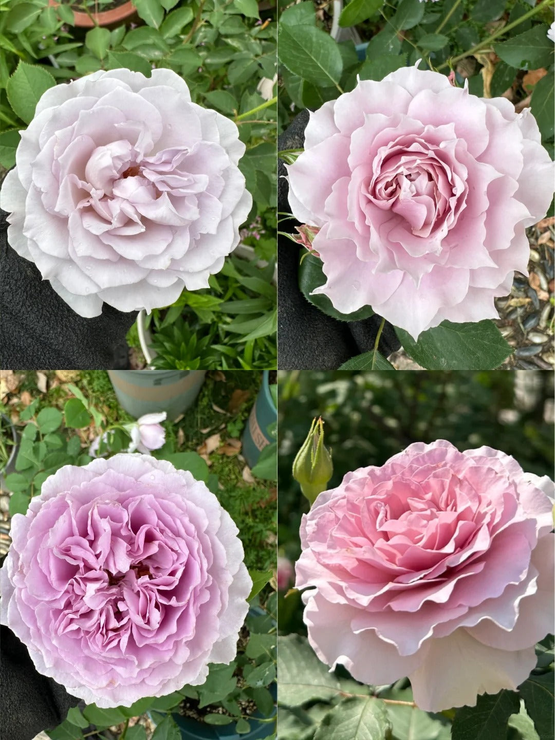 'Jise' Shrub Rose