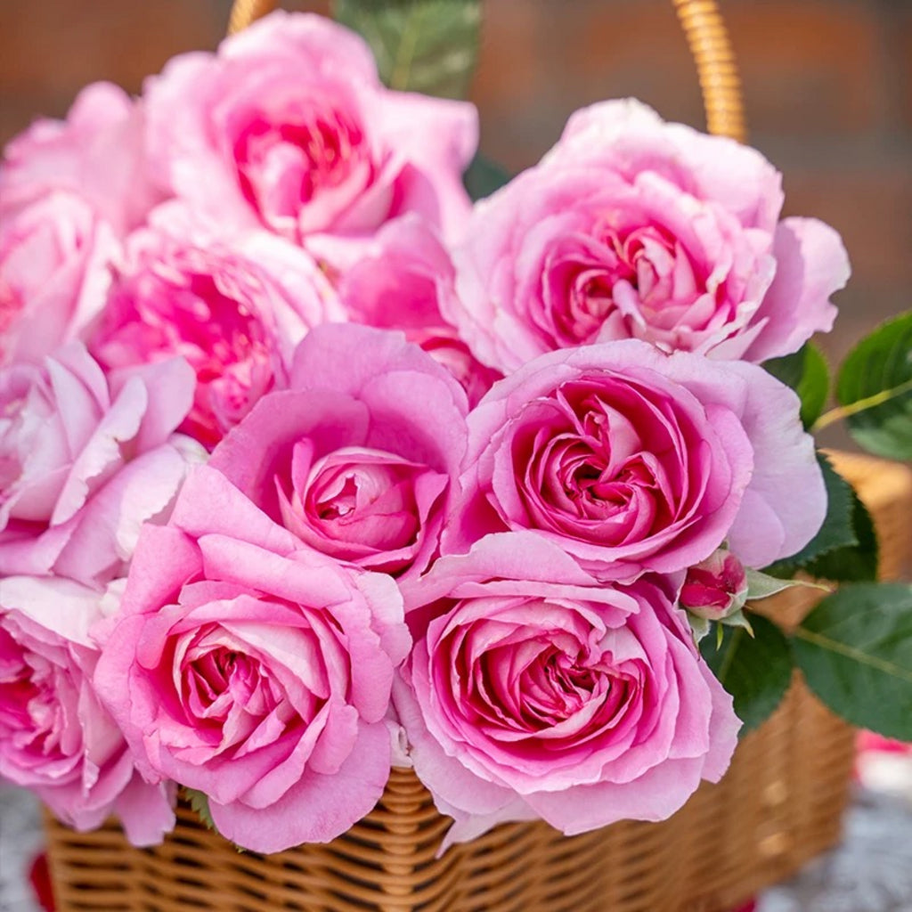 'Qingrou' Shrub Rose