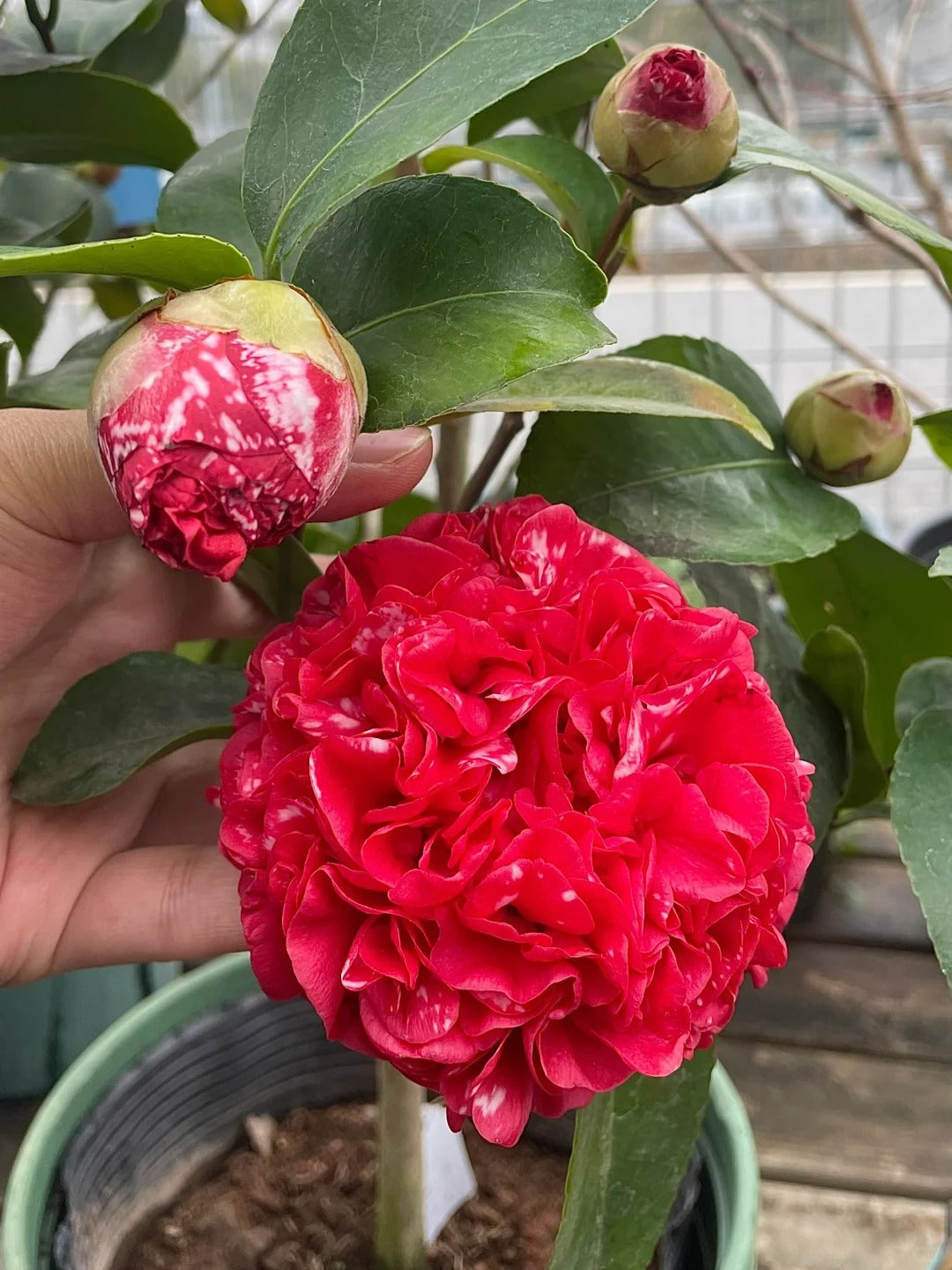 'Yunban Dayuanshuai' Camellia