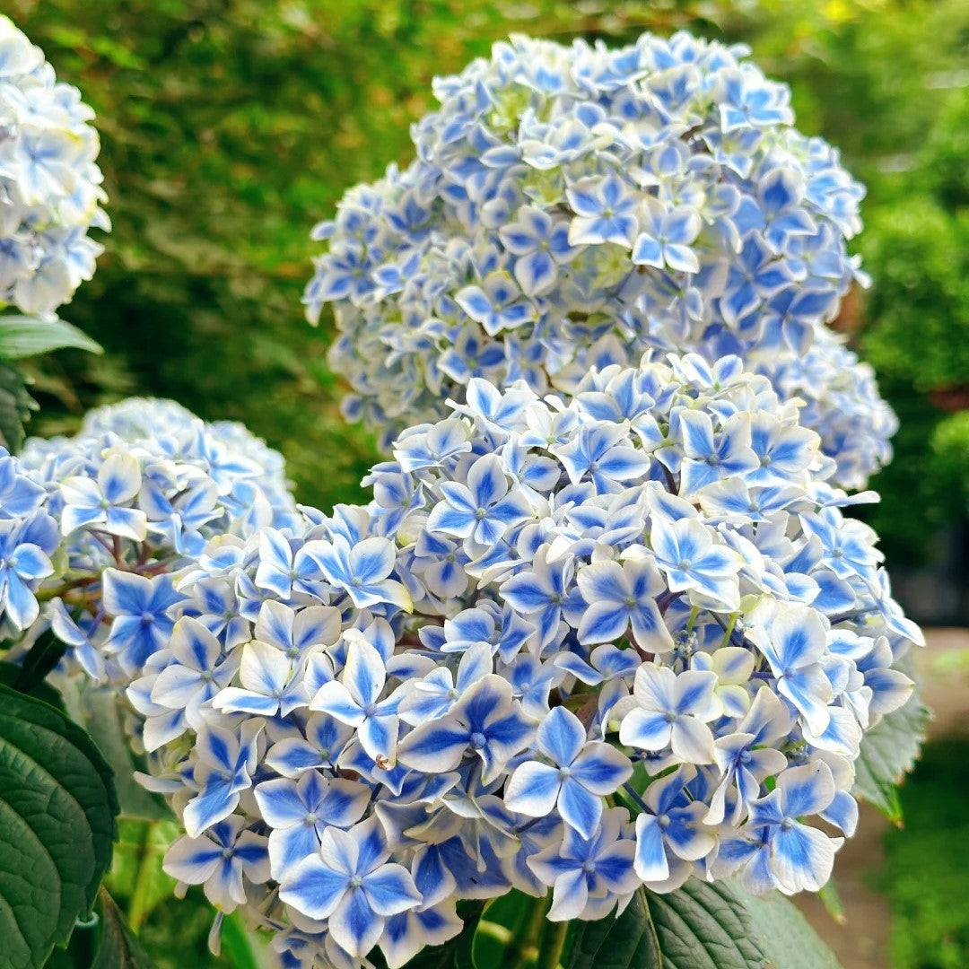 Hydrangea macrophylla ’Peppermint‘ 薄荷拇指