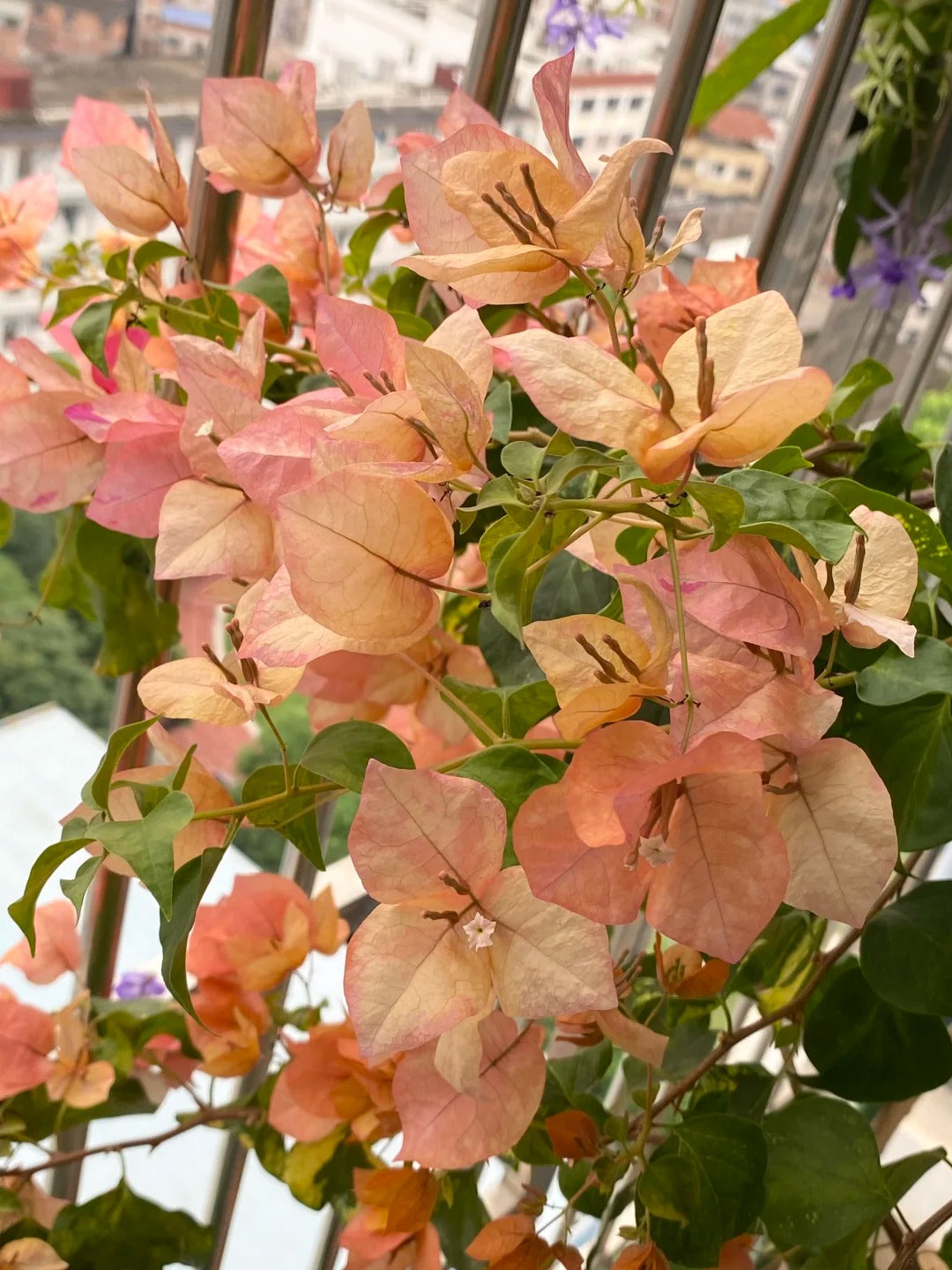 Bougainvillea 'Orange September'