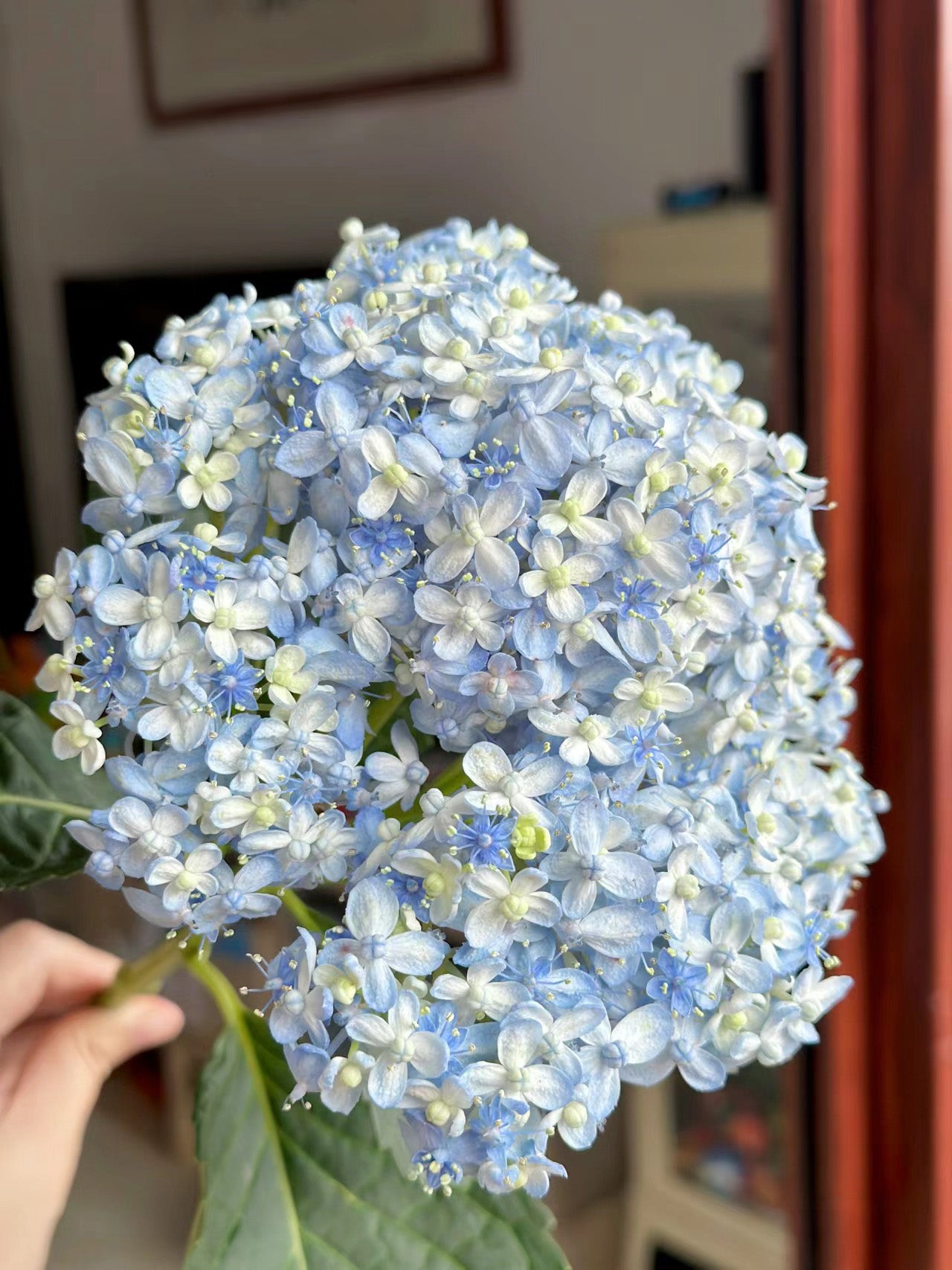Hydrangea macrophylla ’Mikawa-chidori’ 三河千鸟