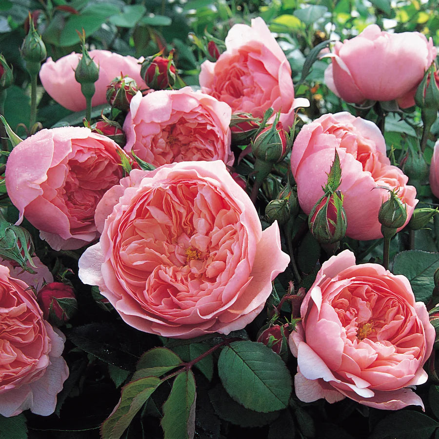 The Alnwick® Rose (Ausgrab) David Austin® Shrub Rose Brush Live Plant, 5 gallon