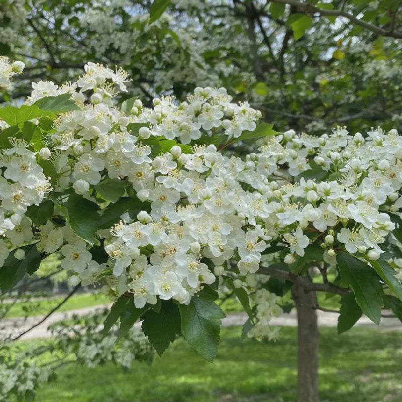 Giant Star Hawthorn Tree