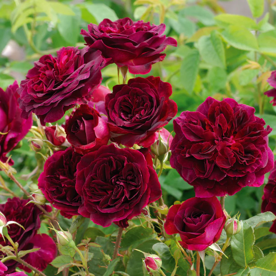 Munstead Wood® (Ausbernard) David Austin® Shrub Rose Brush Live Plant, 3-5 gallon