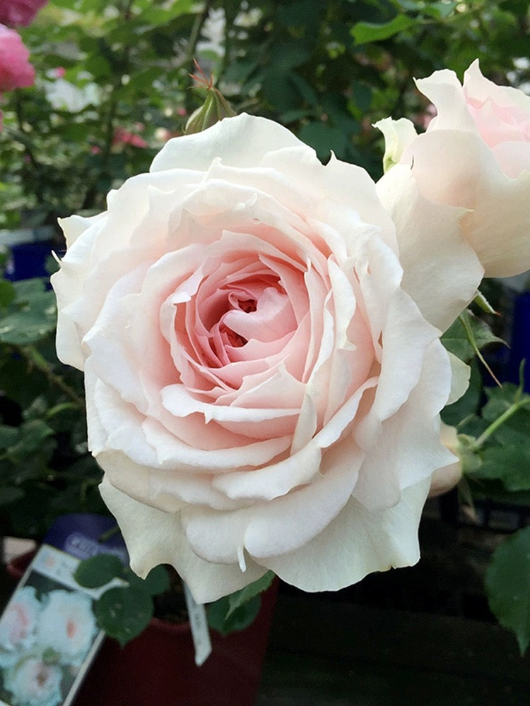 'Monique Darve' Shrub Rose