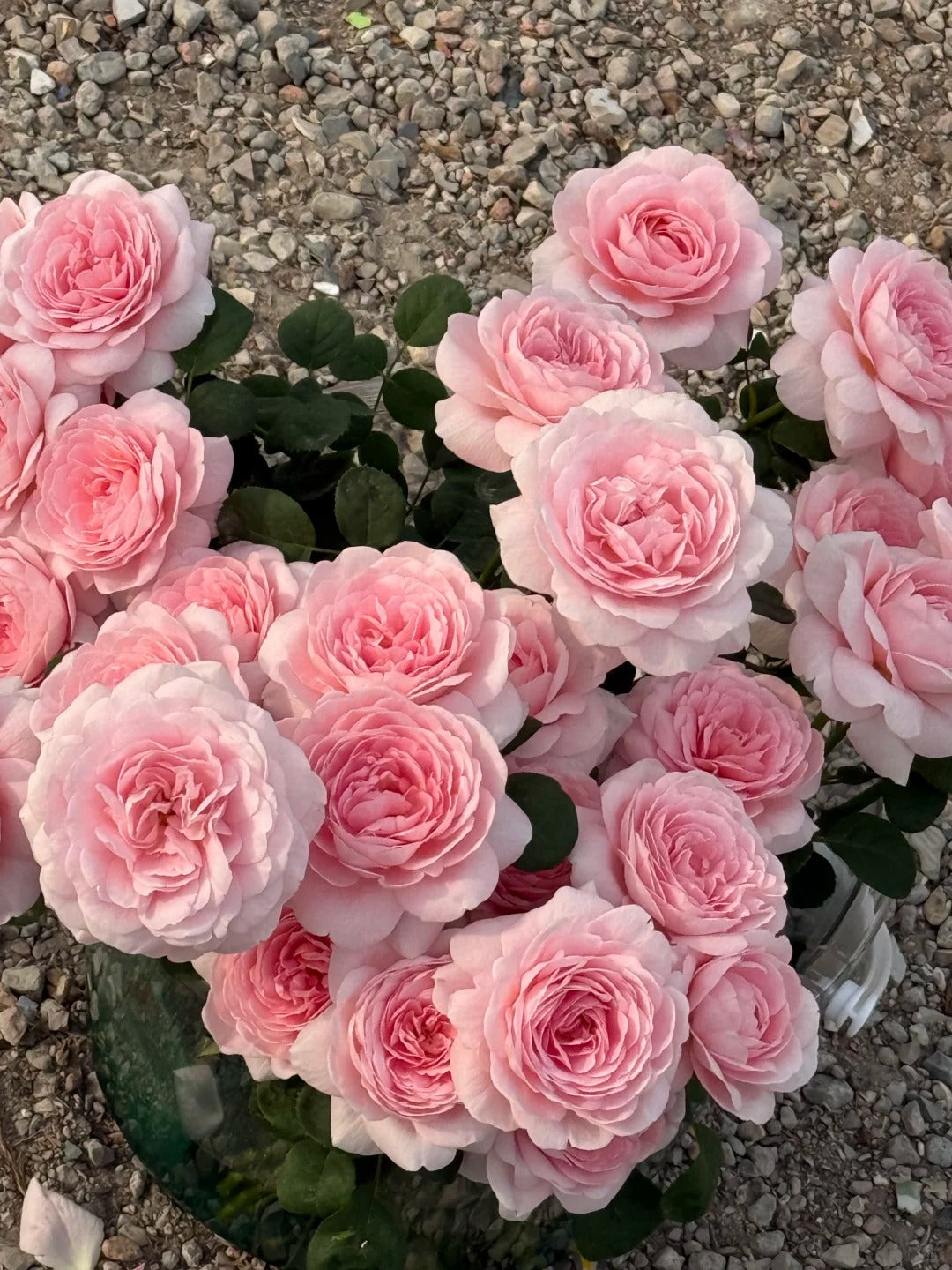Queen of Sweden® (Austiger) David Austin® Shrub Rose Brush Live Plant, 3-5 gallon