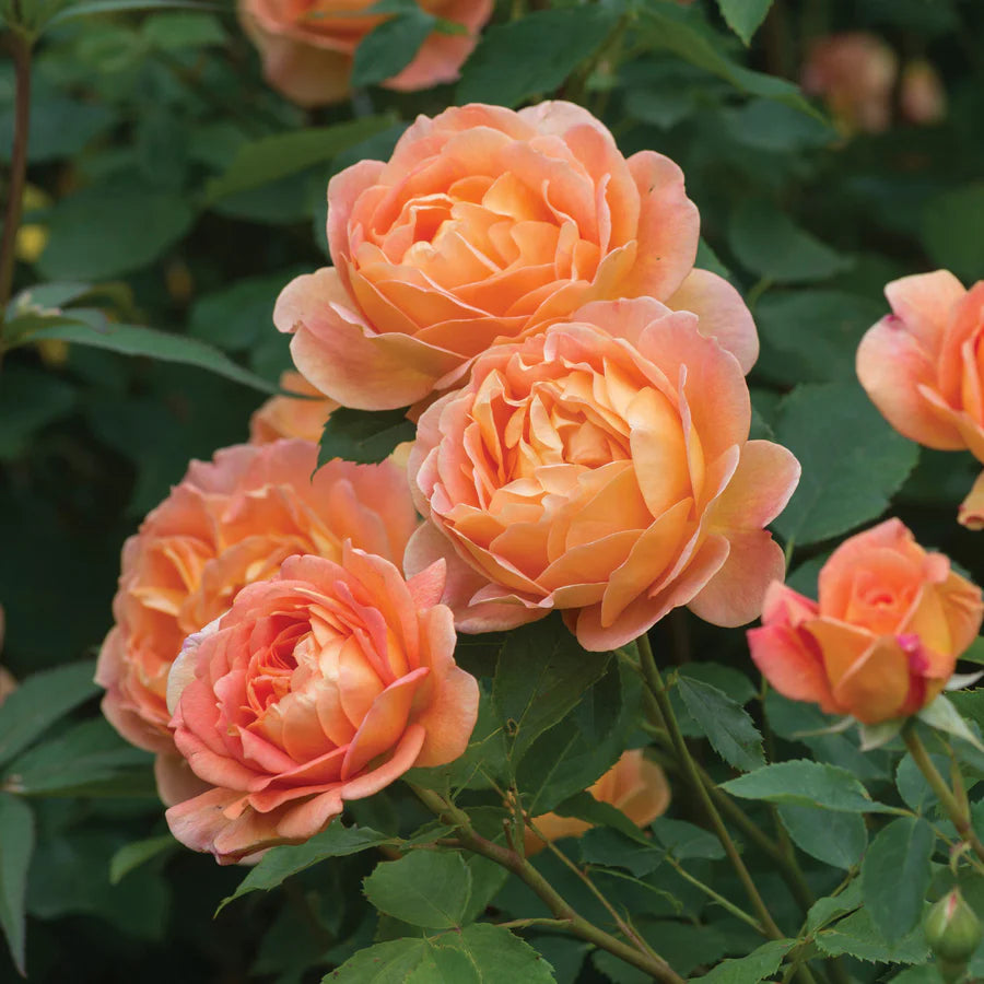 Lady of Shalott® (AUSnyson) David Austin® Climbing Rose Brush Live Plant, 5 gallon
