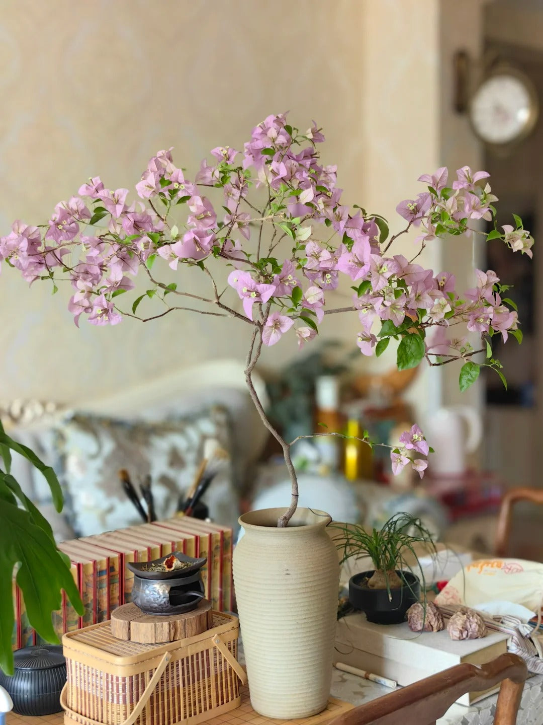 Bougainvillea 'Cypheri'