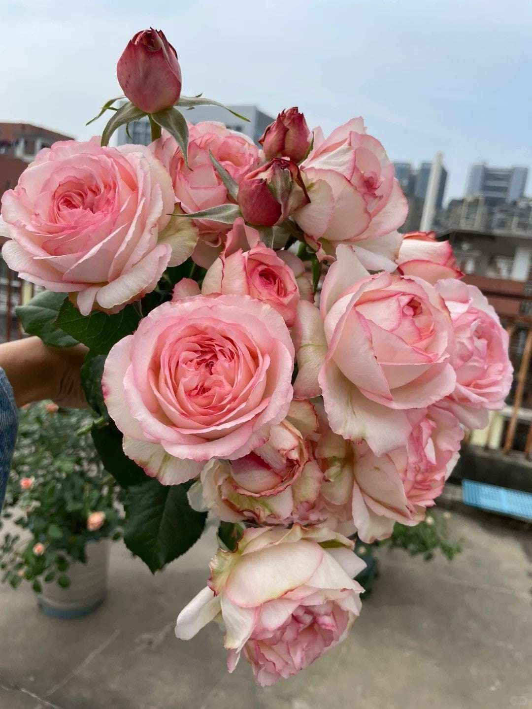 'Joyce' Shrub Rose