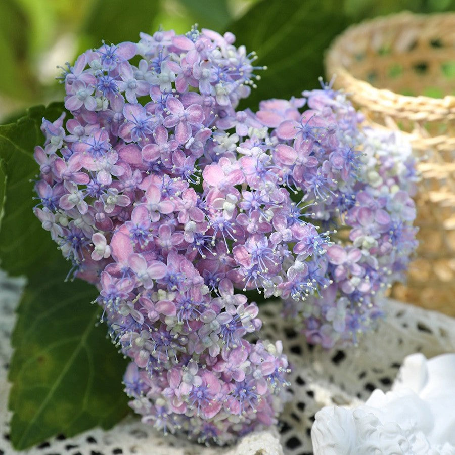 Hydrangea macrophylla ’Ariso‘ 有松
