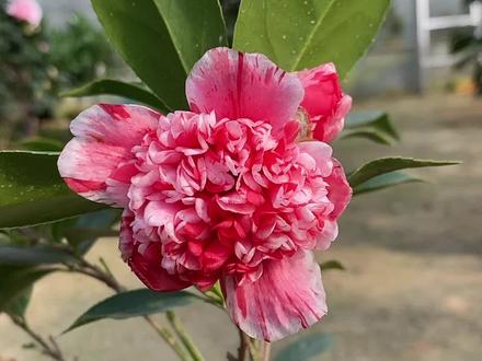 'Anemone Five Color' Camellia