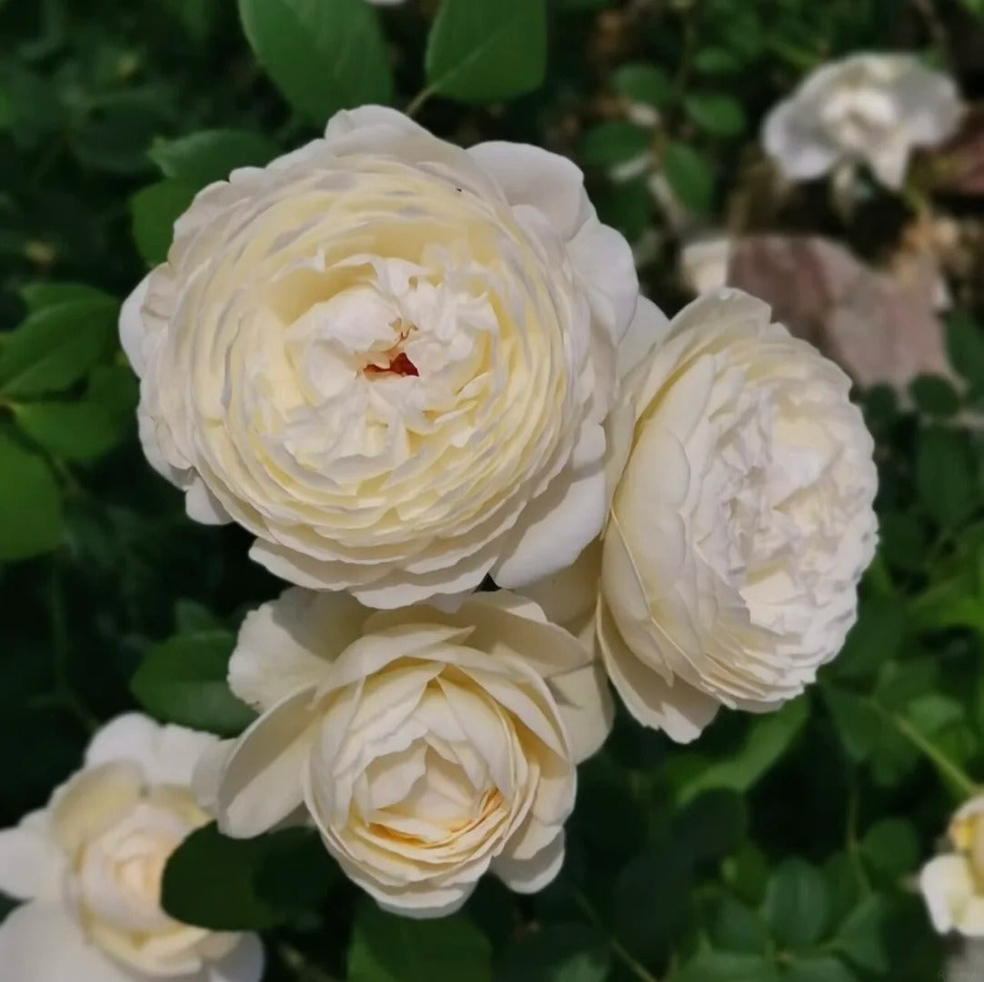 Claire Austin® (AUSprior) David Austin® Shrub Rose Brush Live Plant, 3-5 gallon