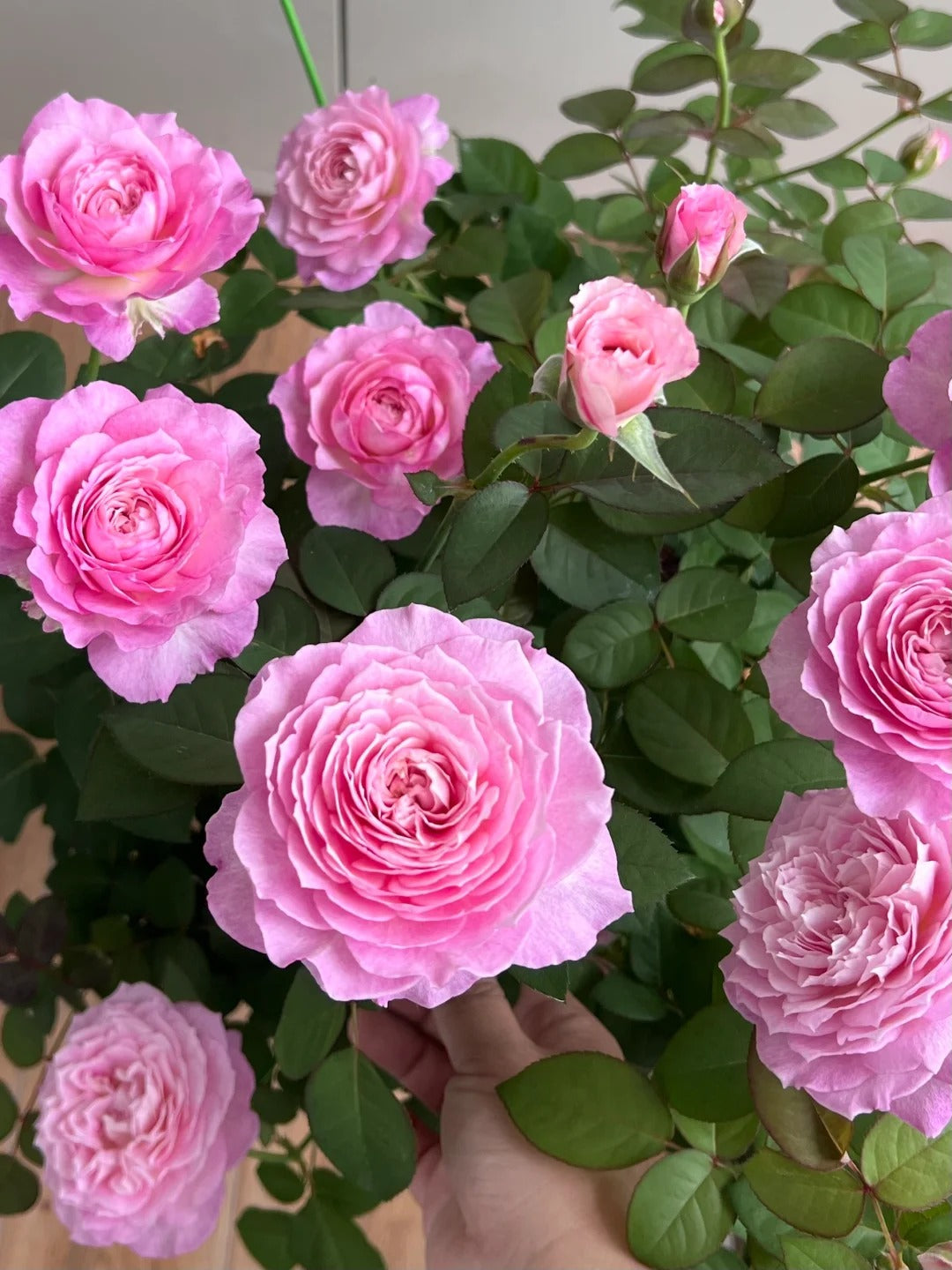 'Xingyuan Xueqing' Shrub Rose