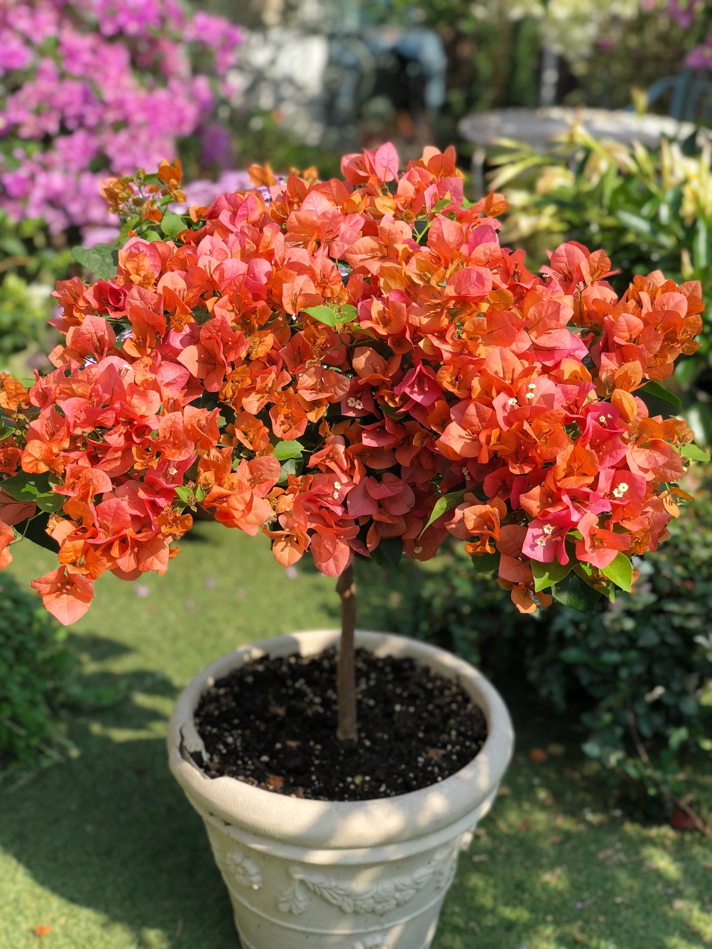 Bougainvillea 'Lemon Orange'