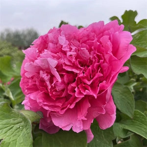 Juan Ye Red 卷叶红 Tree Peony