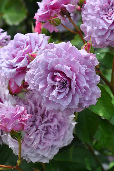 'Colin Craven' Shrub Rose