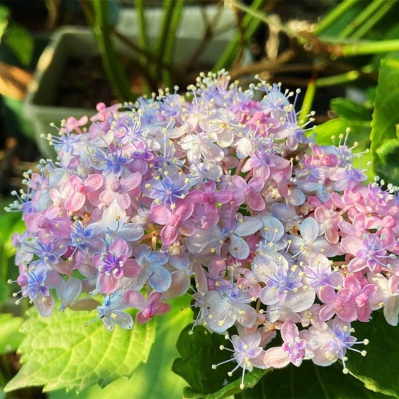 Hydrangea macrophylla ’Mikawa-chidori’ 三河千鸟