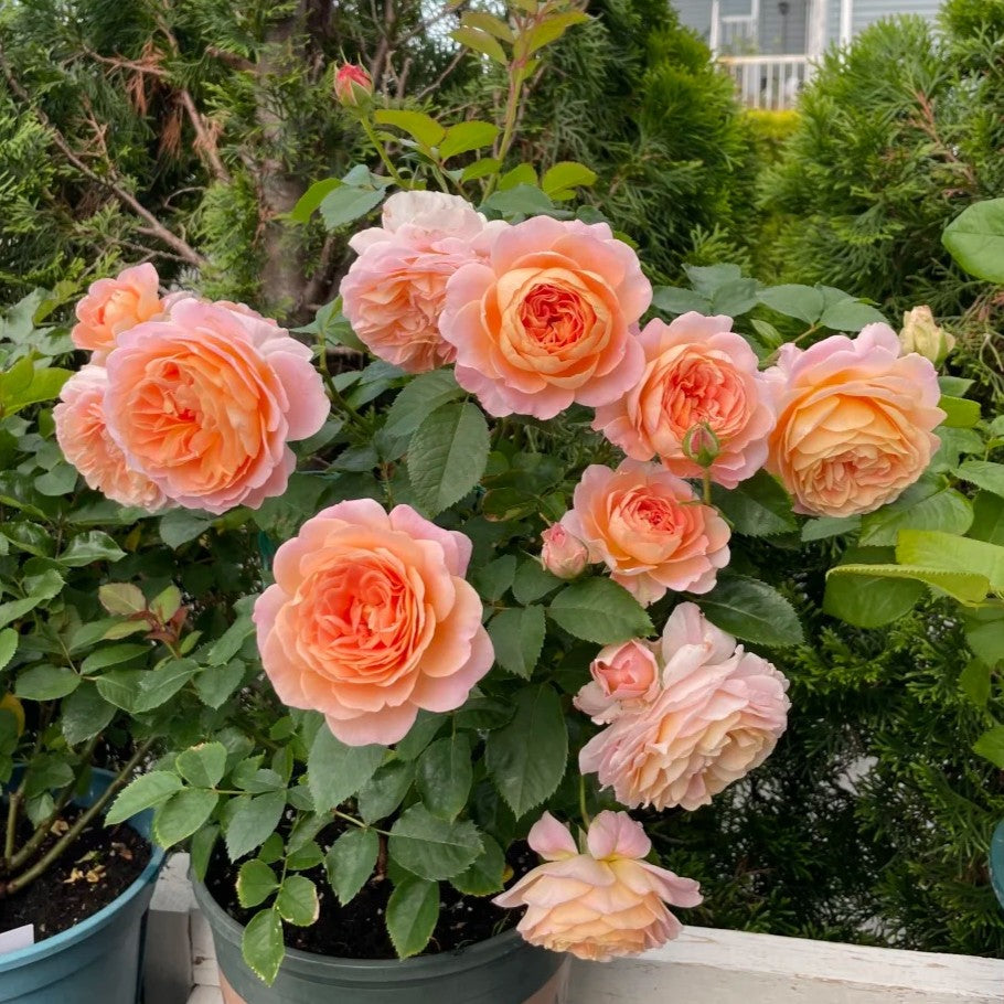 'Zhiqiu' Shrub Rose