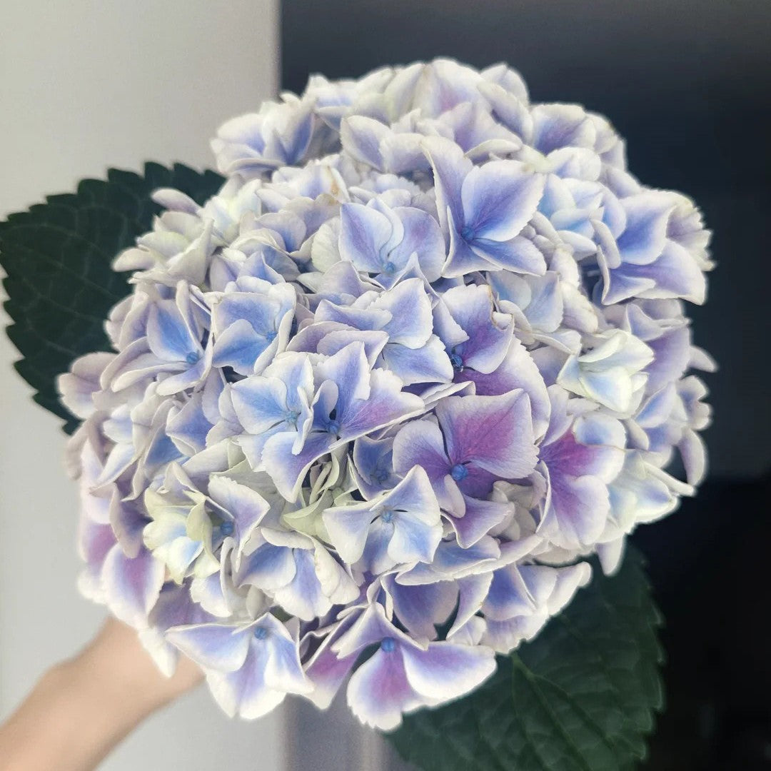Hydrangea macrophylla ’Peppermint‘ 薄荷拇指