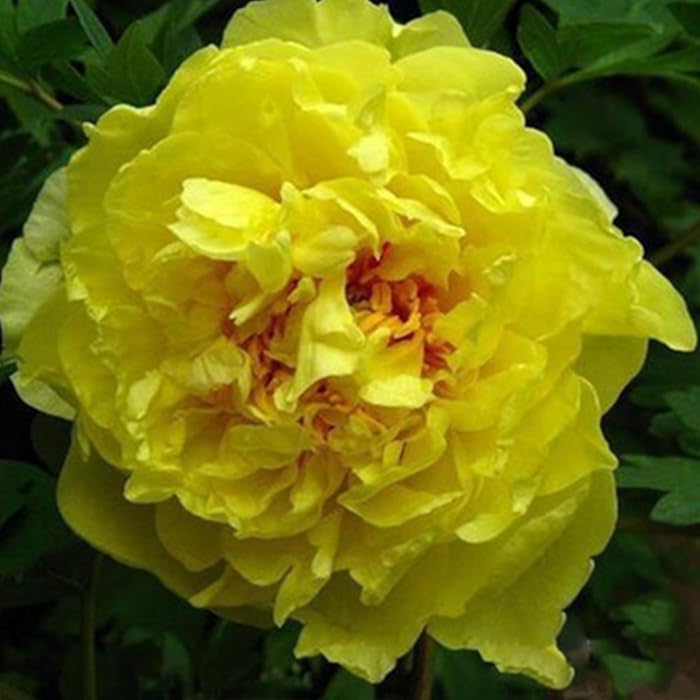 Yao Huang  姚黄 Tree Peony