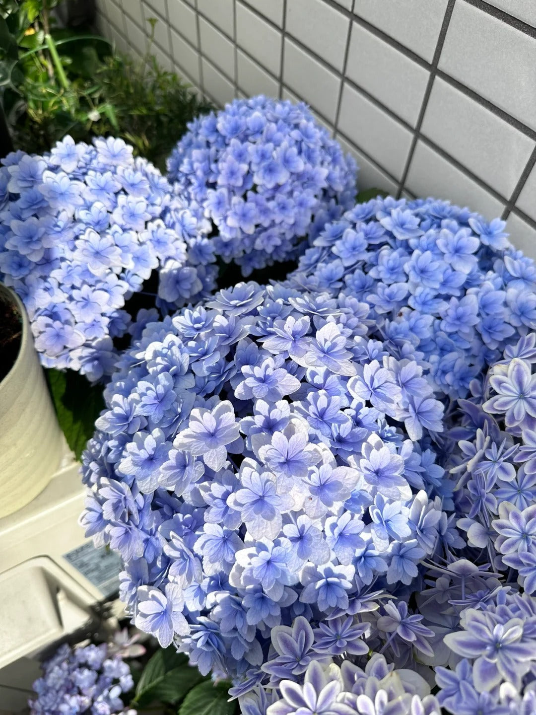 Hydrangea macrophylla ’Hanatemari’ 花手鞠