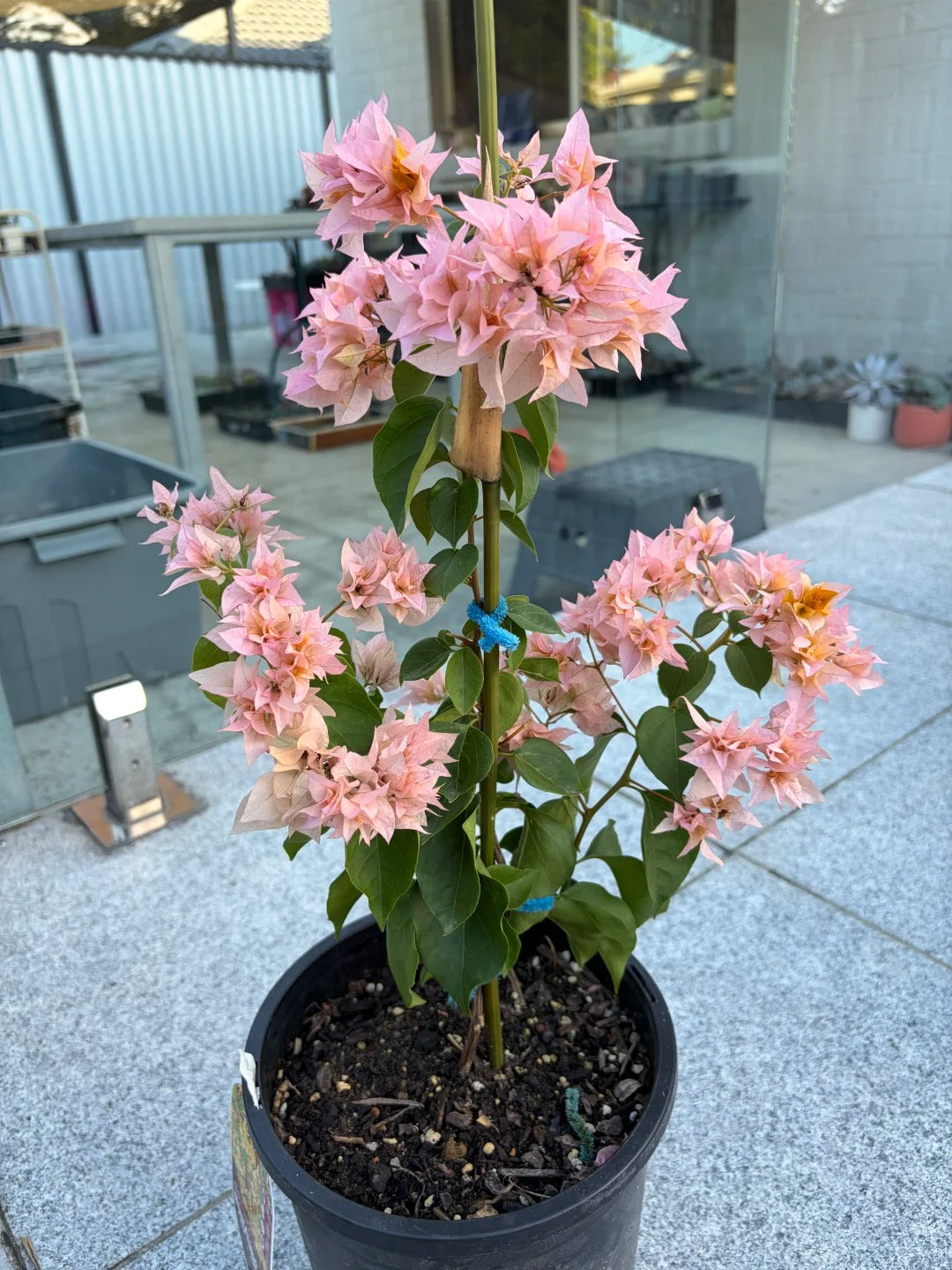 Bougainvillea 'Aussie Gold'