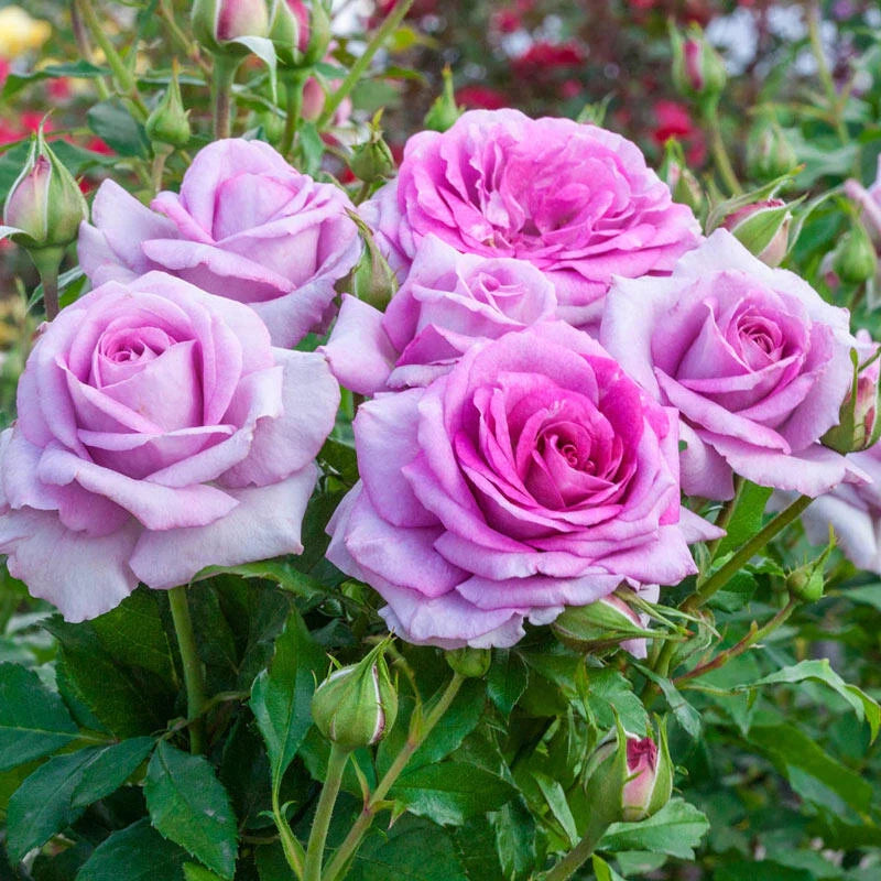 Violet’s Pride™ Shrub Rose Brush Live Plant, 5 gallon