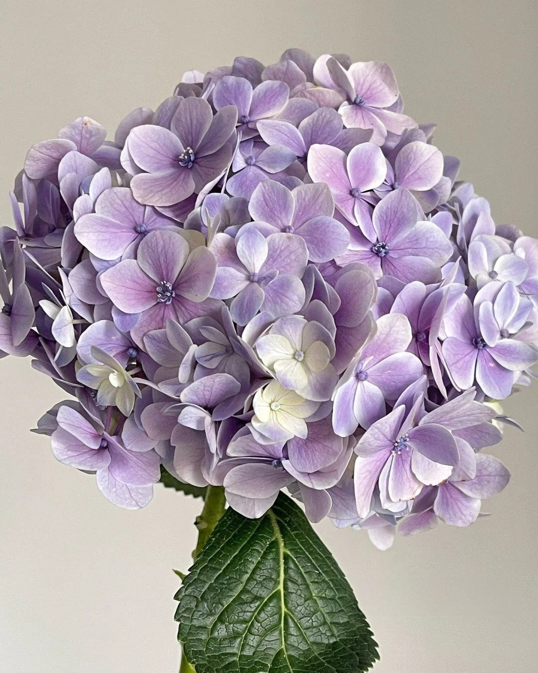 Hydrangea macrophylla ’Peppermint‘ 薄荷拇指