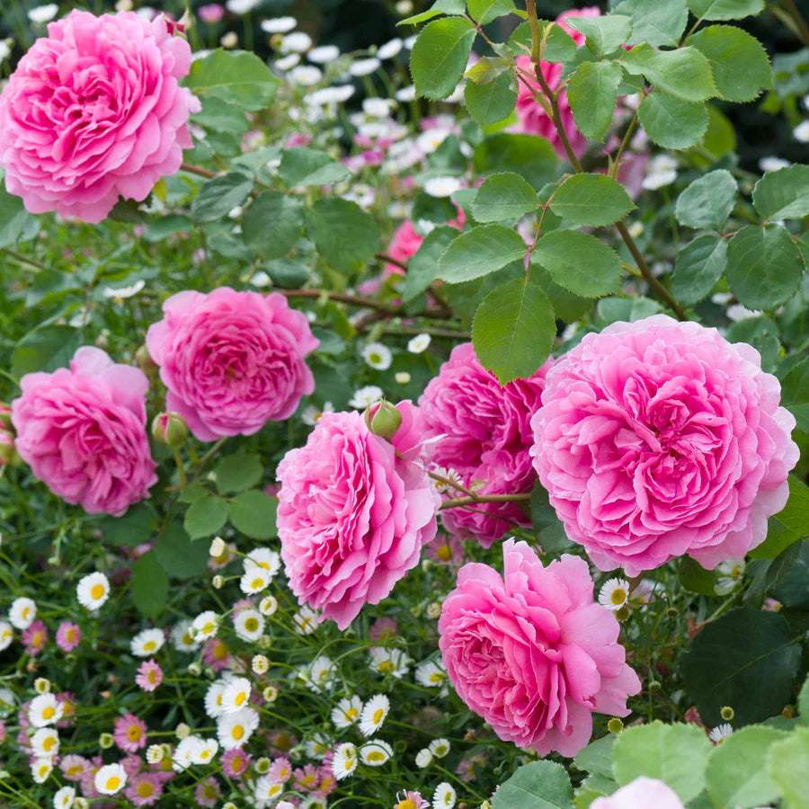 Princess Alexandra of Kent® (Ausmerchant) David Austin® Shrub Rose Brush Live Plant, 5 gallon
