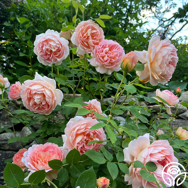 Carding Mill® (Auswest) David Austin® Shrub Rose Brush Live Plant, 5 gallon
