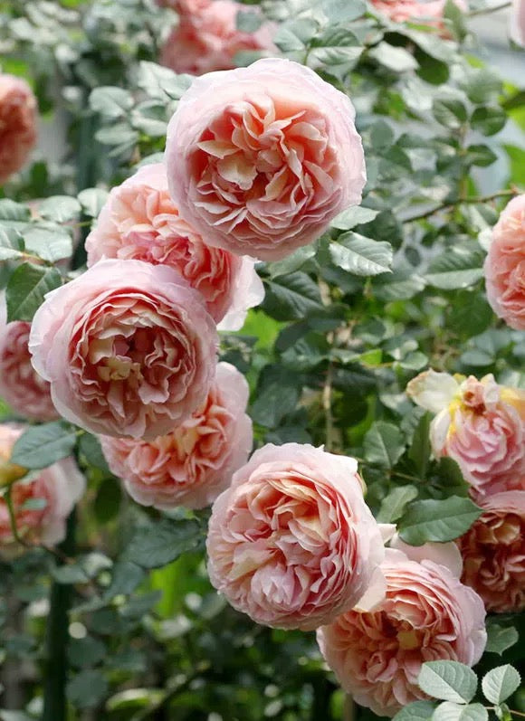 Auscot - English Shrub Rose Brush Live Plant, 3-5 gallon