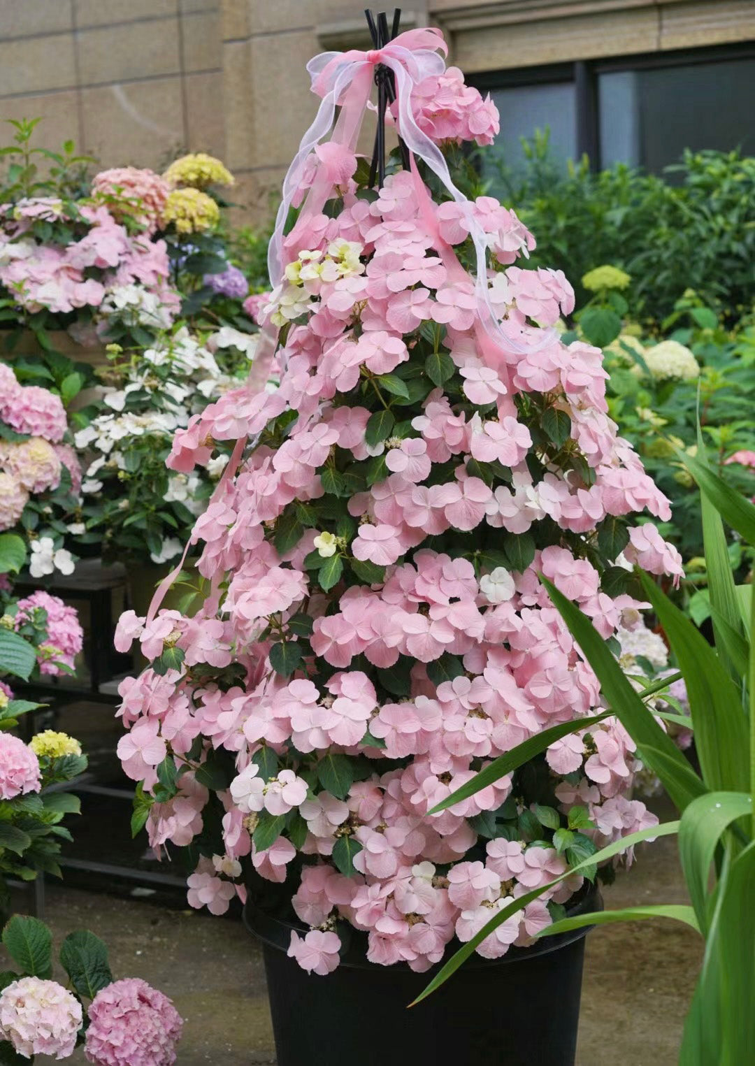 Hydrangea macrophylla ’Runaway Bride’ Pink 粉色落跑新娘