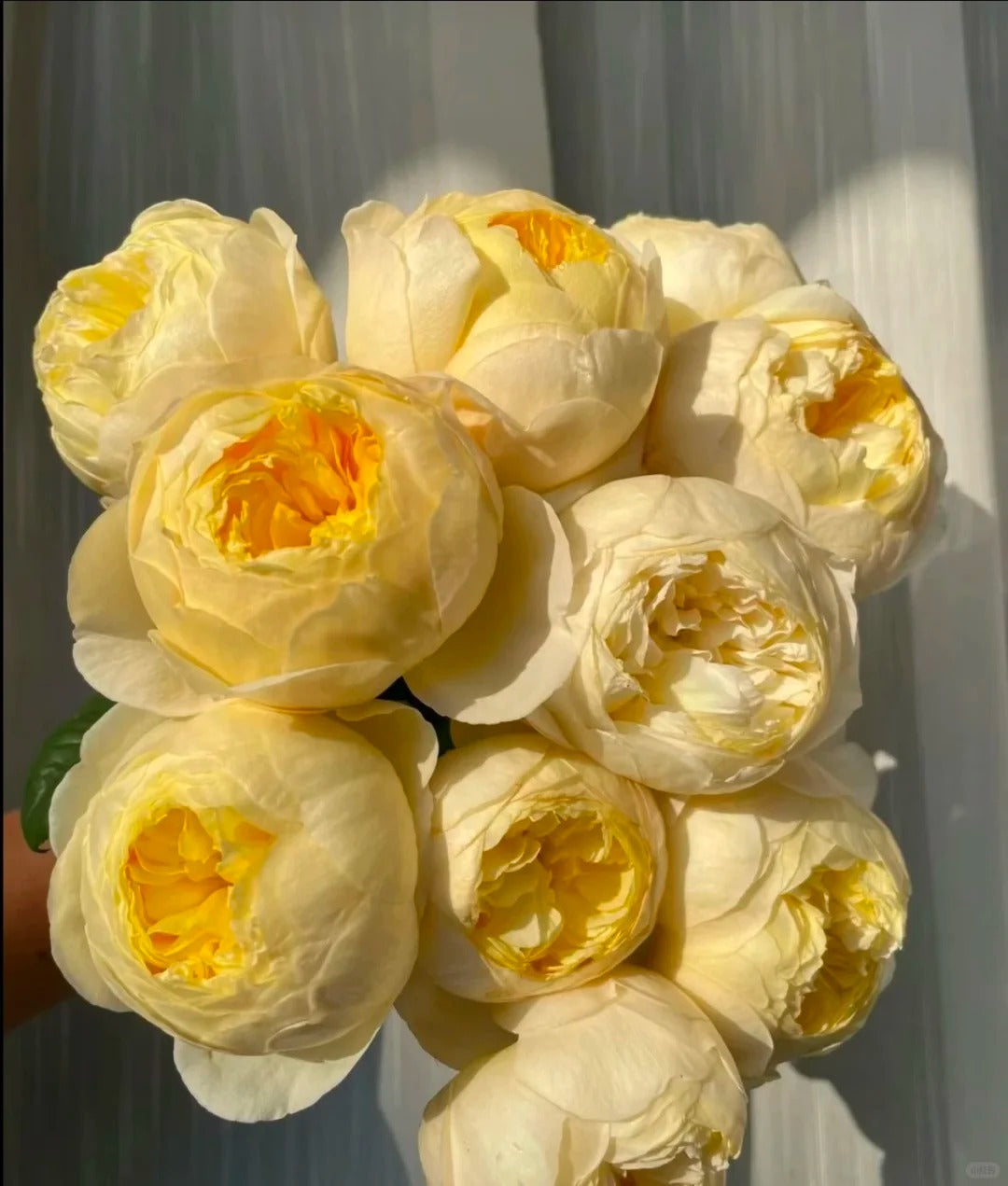 'Que Jiu / Bird Chirp' Shrub Rose