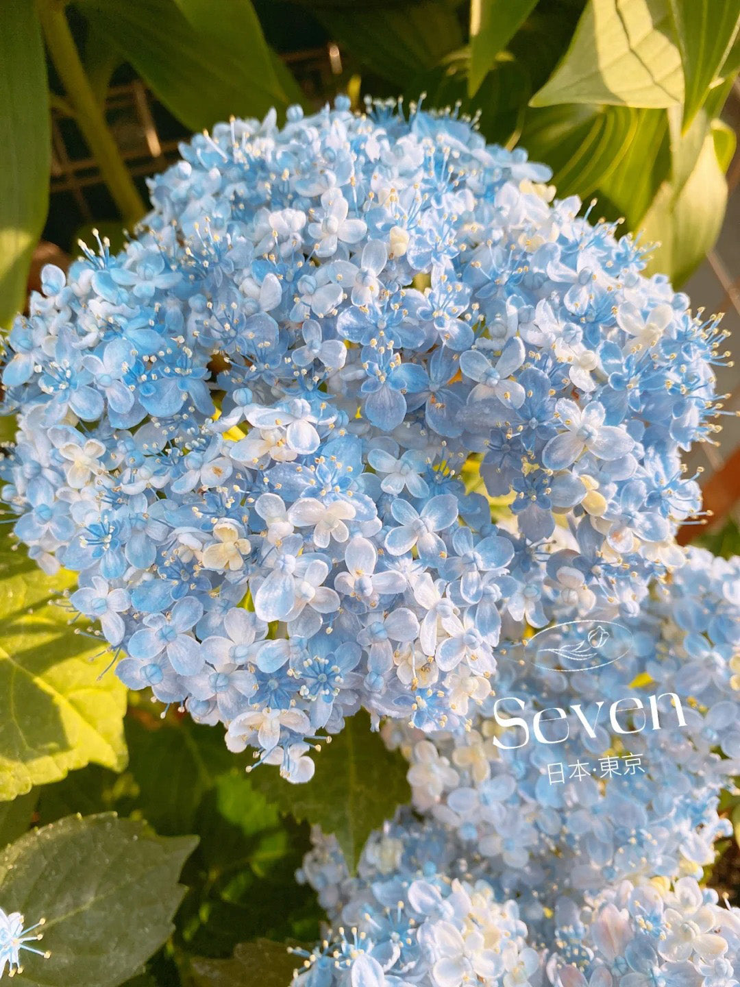 Hydrangea macrophylla ’Mikawa-chidori’ 三河千鸟