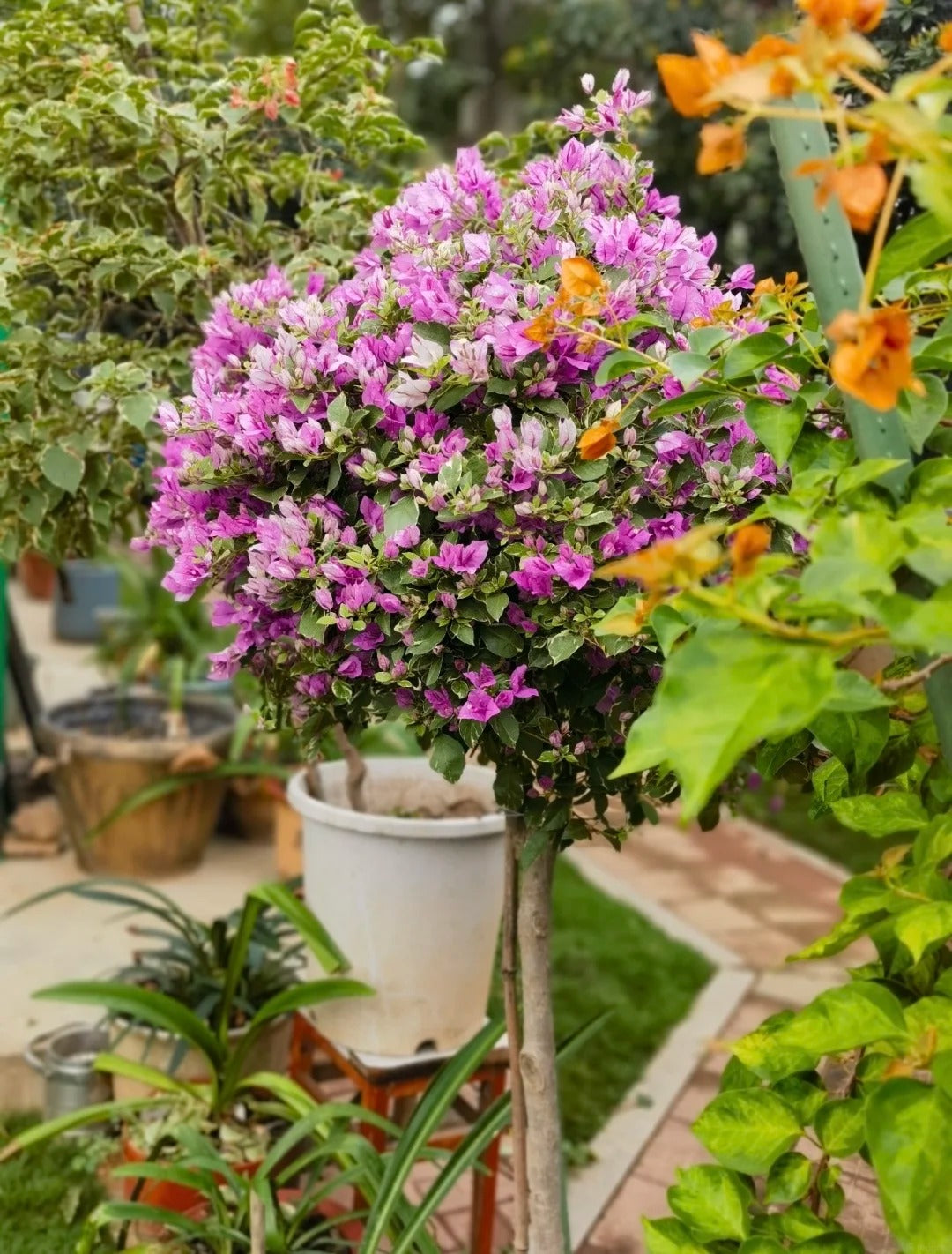 Bougainvillea 'Marlu Variegated'