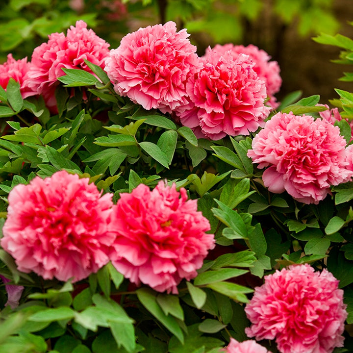 Coral Pavilion 珊瑚台 Tree Peony