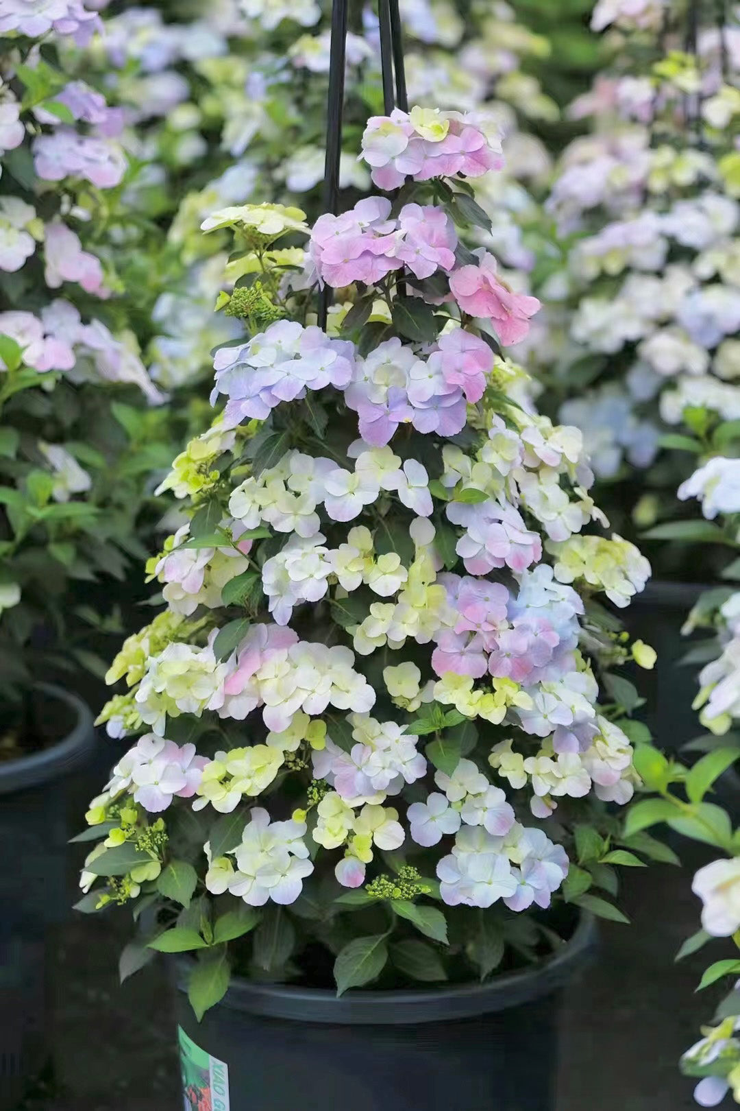 Hydrangea macrophylla ’Runaway Bride’ Pink 粉色落跑新娘