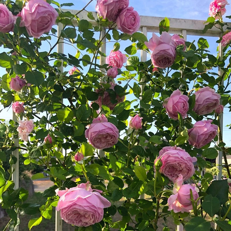 Ausbite - English Climbing Rose Brush Live Plant, 3-5 gallon