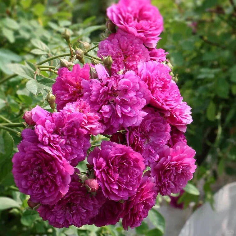 'Sweet Chariot' Tree Rose 22 in