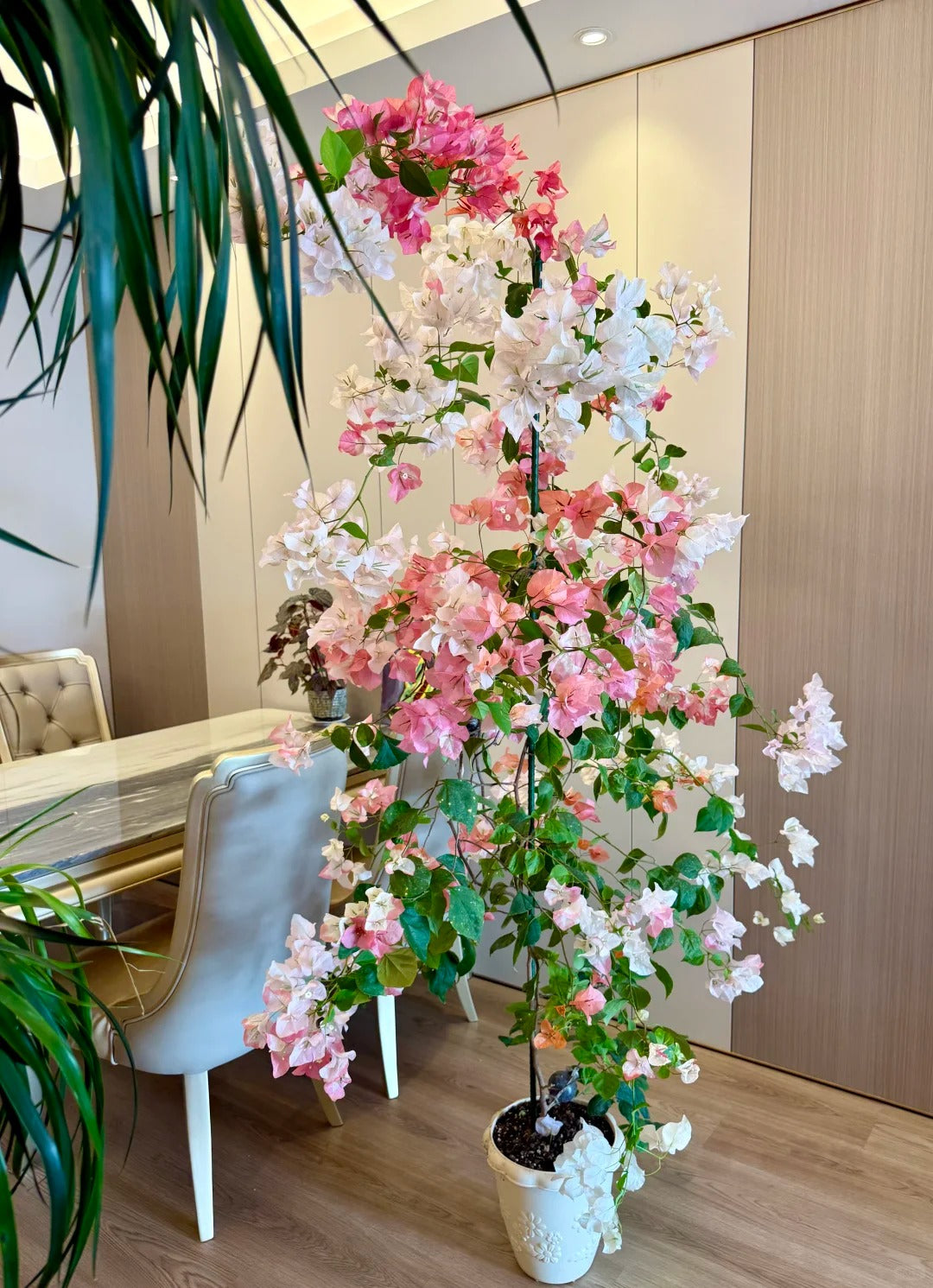 Bougainvillea 'Maharani'