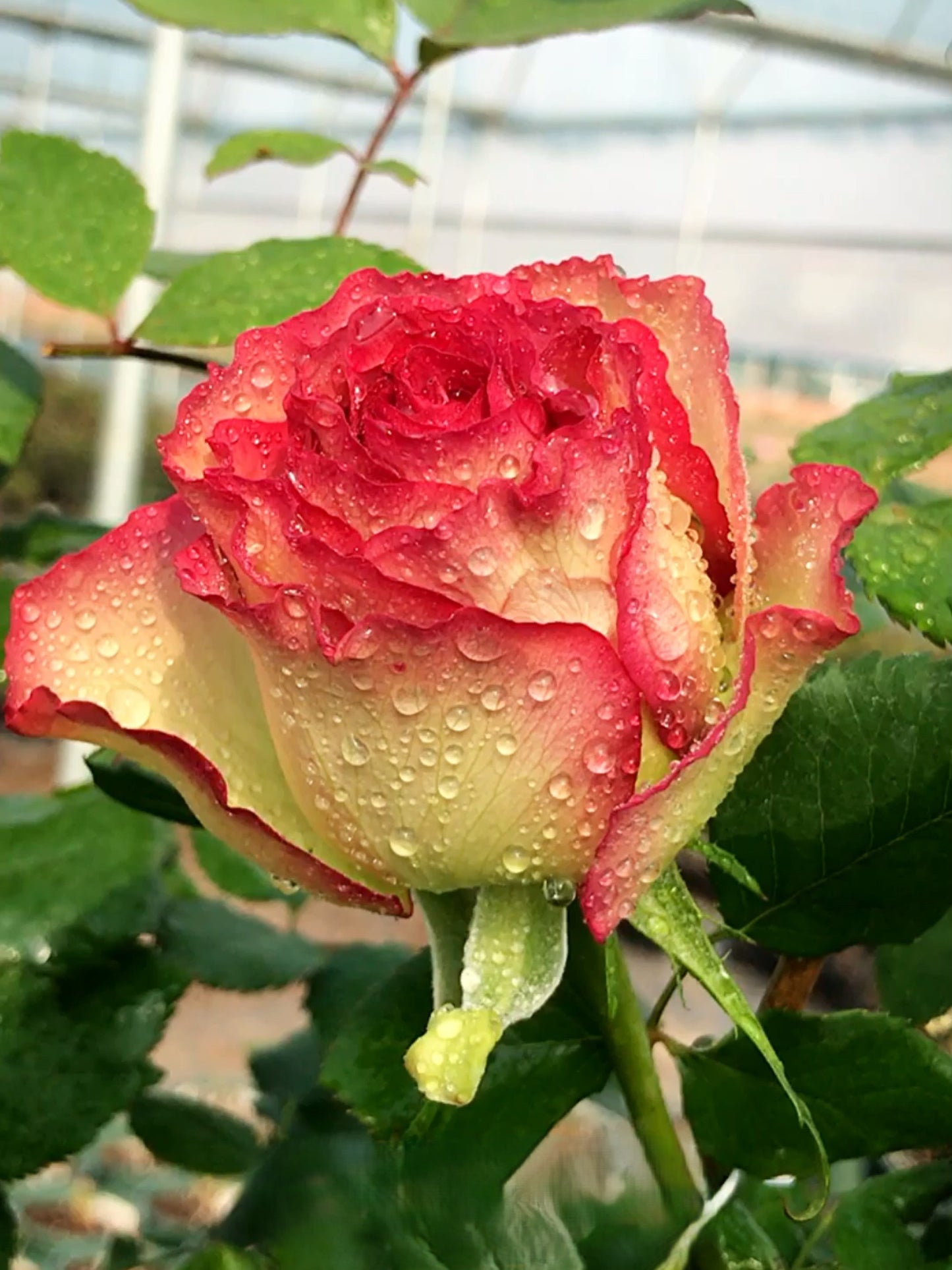 'Florida' Shrub Rose