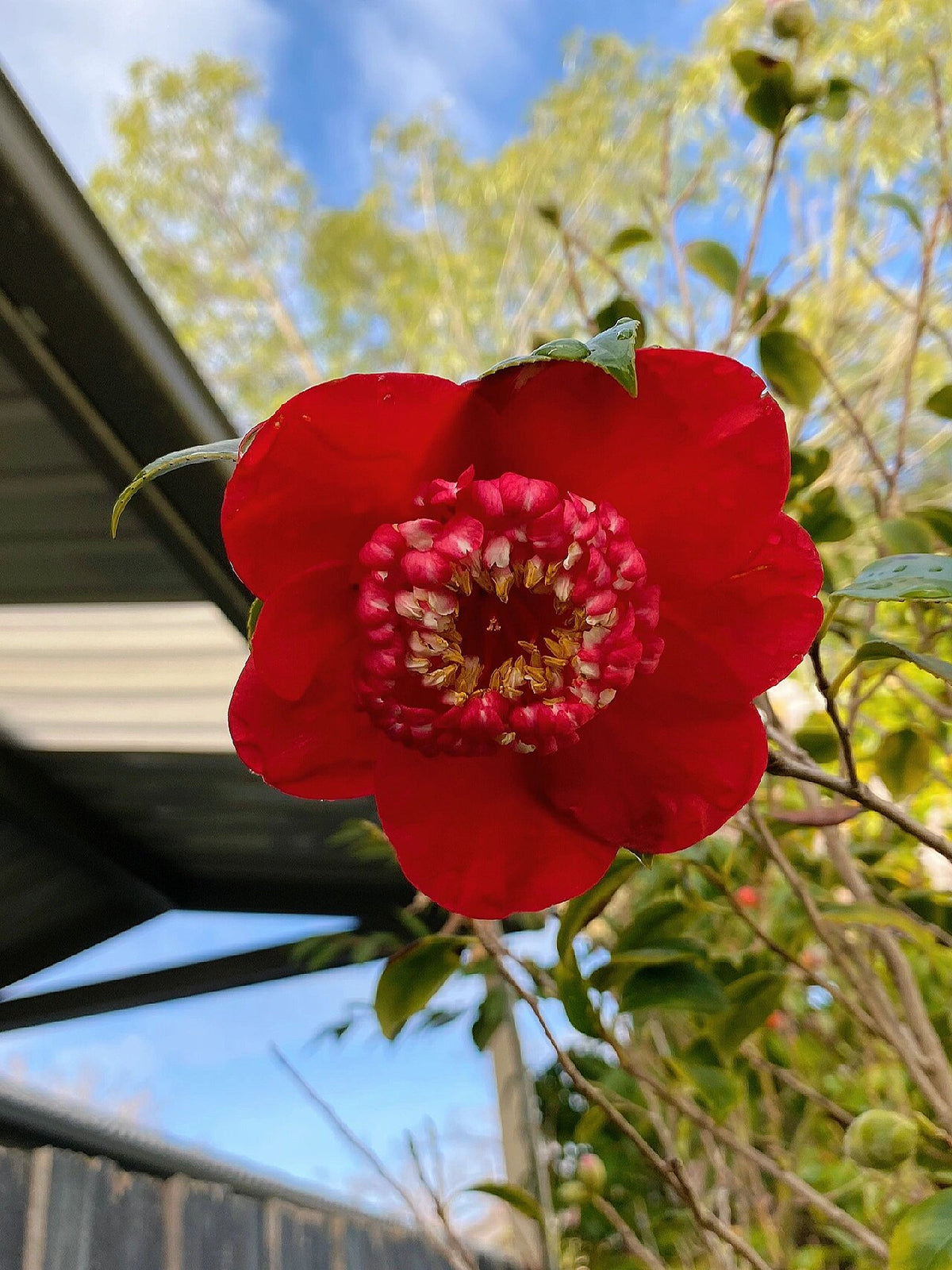 'Bob's Tinsie' Camellia