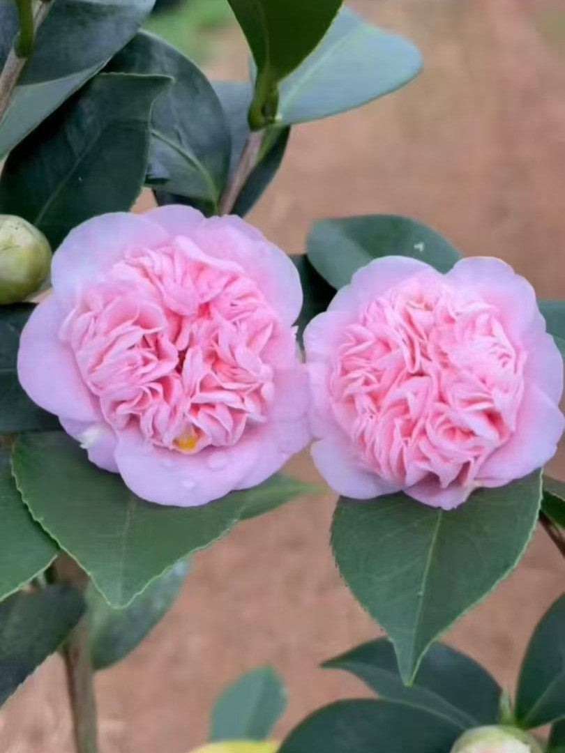 'Rōranka' Camellia